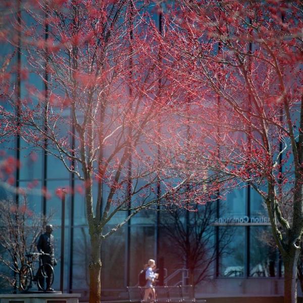 A tree blooms as students walk by the Pew library on a warm spring day.